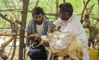 New $250 million USAID grant will boost FAO’s efforts to strengthen global health security and agrifood systems